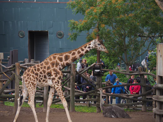 Pairi Daiza (Brugelette, Belgium)